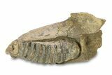 Southern Mammoth Partial Mandible with M Molar - Hungary #295857-6